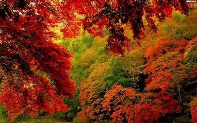 Mieniące się jesiennymi kolorami korony drzew.