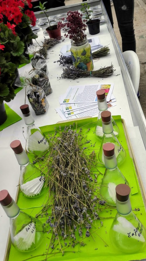 Deň fascinácie rastlinami vo Výskumnom ústave rastlinnej výroby v Piešťanoch - Obrázok 6