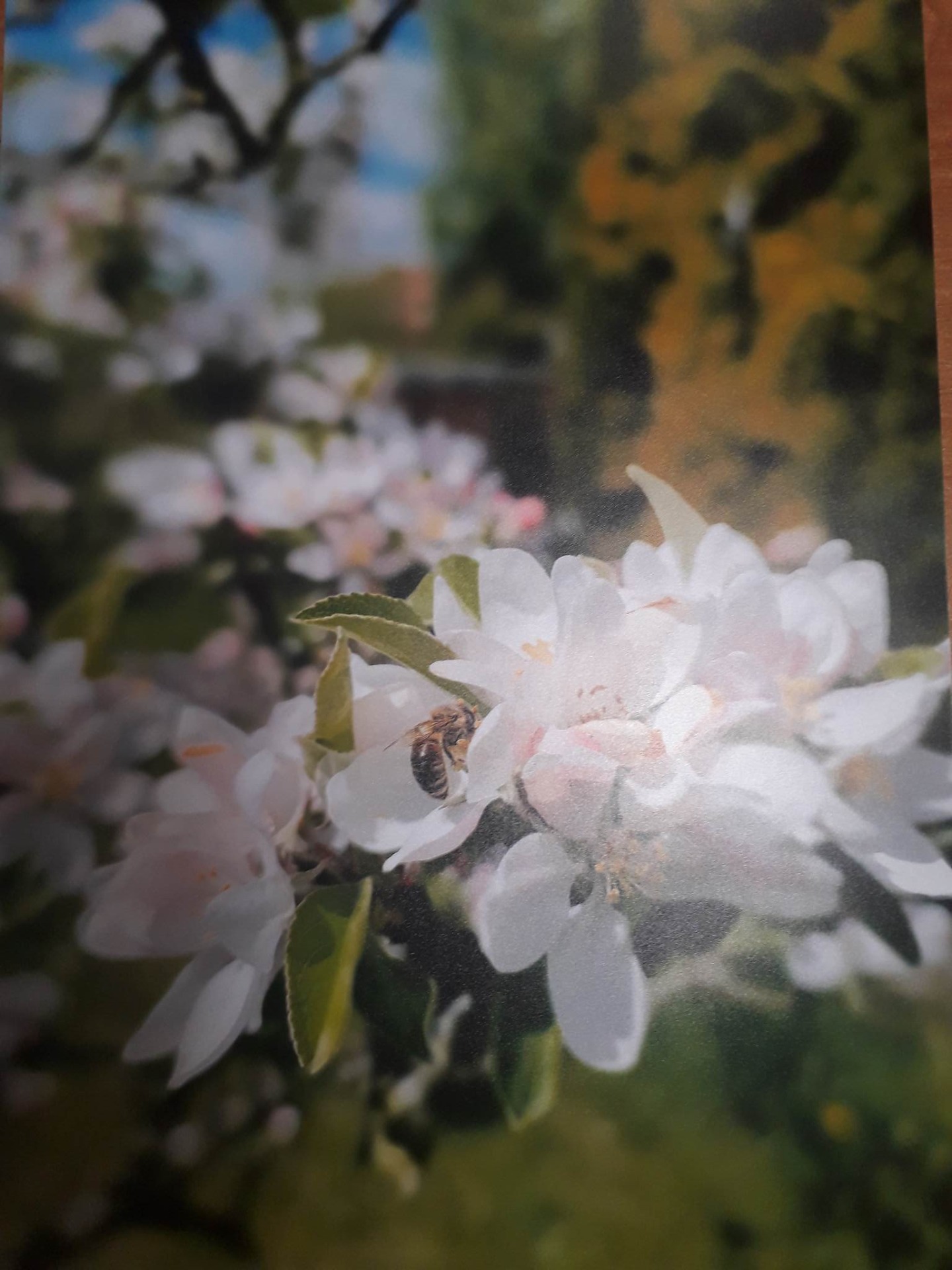 Pszczoła Na kwiatach jabłoni . 
Autorka Marcelina Swandzikowska kl. 2c