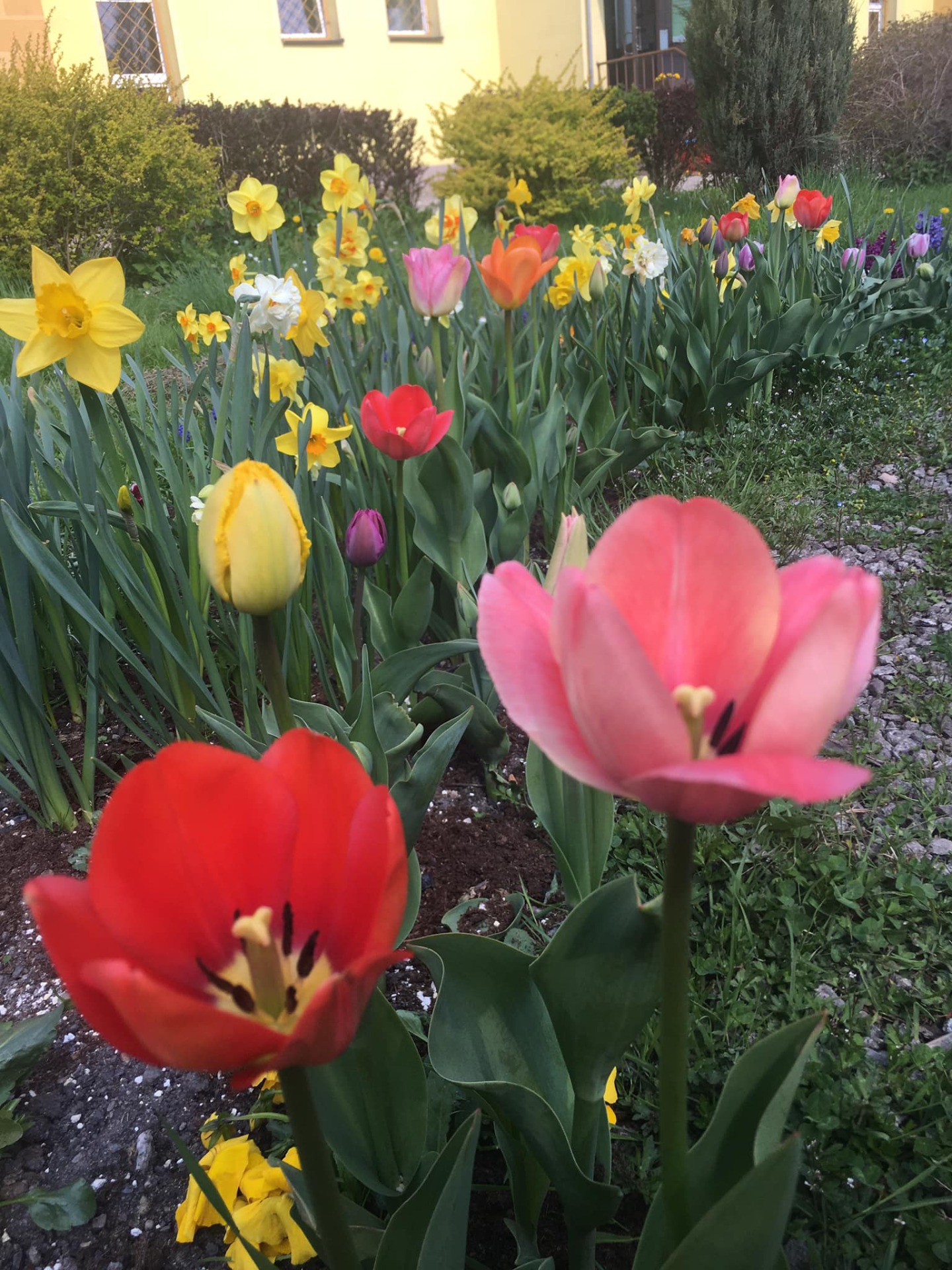 Kolory wiosny na dziedzińcu  - Obrazek 4